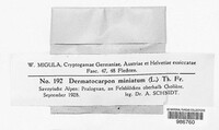 Dermatocarpon miniatum image